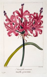 Amaryllis sarniensis, 1836 (ručně kolorovaná rytina)